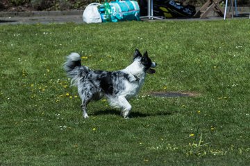 Bild 282 - VL Marienthaler THC - THC von Horn und Hamm